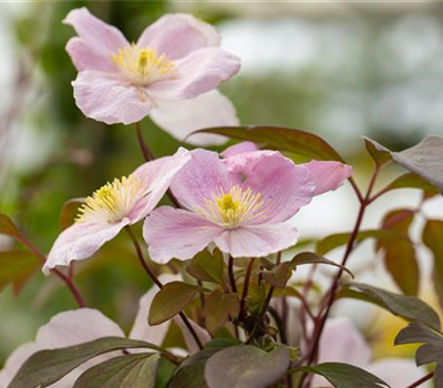 Clematis montana 'Tetrarose'