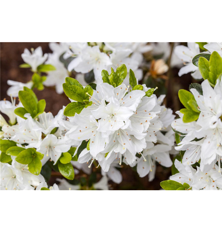 Rhododendron obt.'Kermesina Alba'