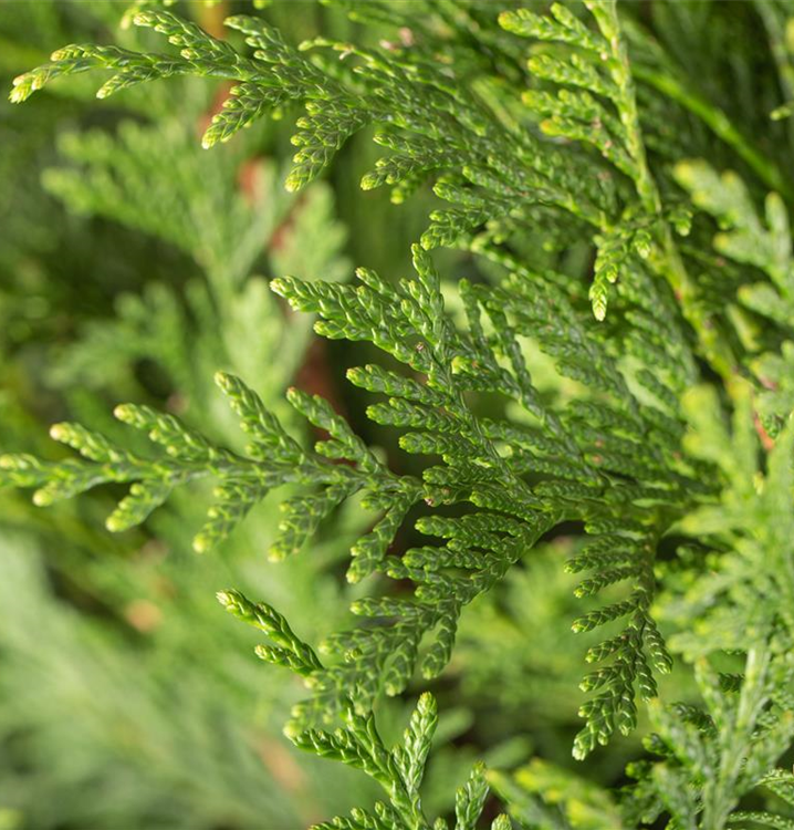 taxus baccata deutsch Taxus baccata Solitr kaufen? Bestellen Sie einfach online beim Zchter