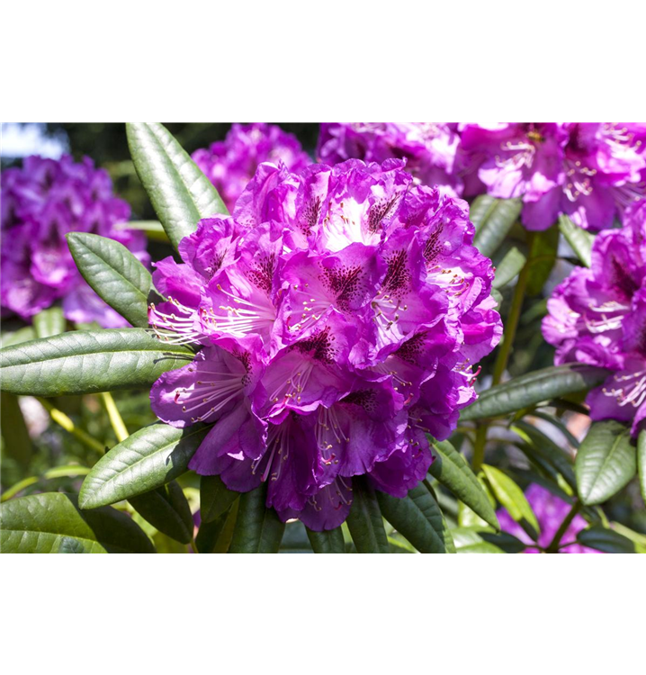 rhododendron belkanto Rhododendron Belkanto  Spanne Plantesalg