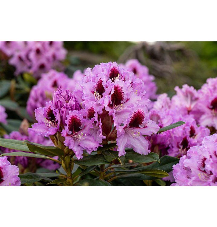 Rhododendron 'Kabarett'