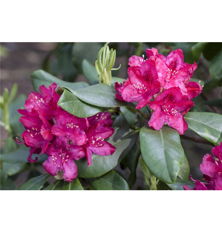 rhododendron auf trkisch Frh-Rhododendron