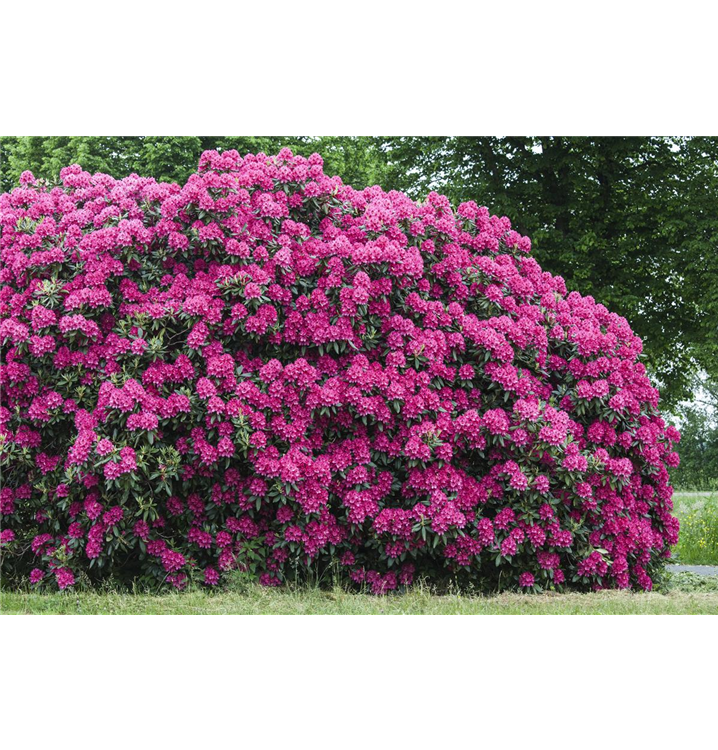 Rhododendron 'Nova Zembla'