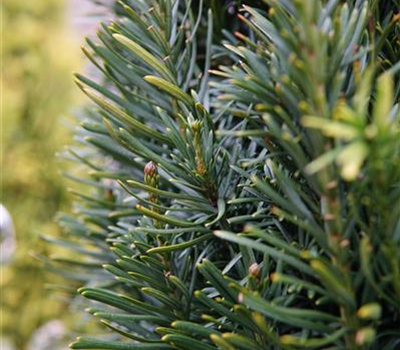 Cephalotaxus harringtonia 'Fastigiata'