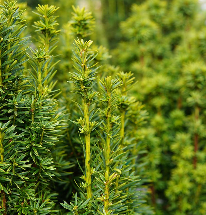 Taxus baccata 'David'