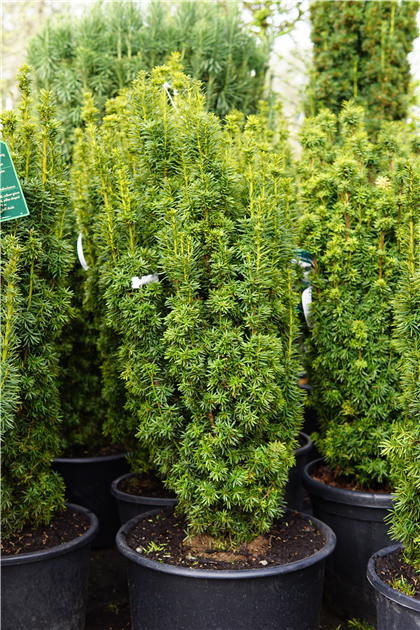 roundup thuja Roundup Extended Control Weed And Grass Killer Plus Weed Preventer II