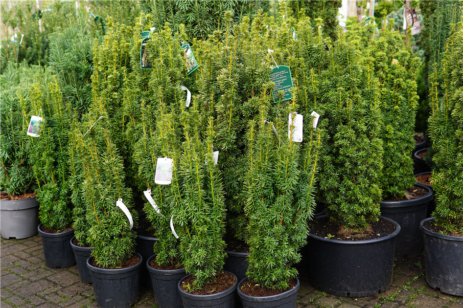 Taxus baccata 'David'