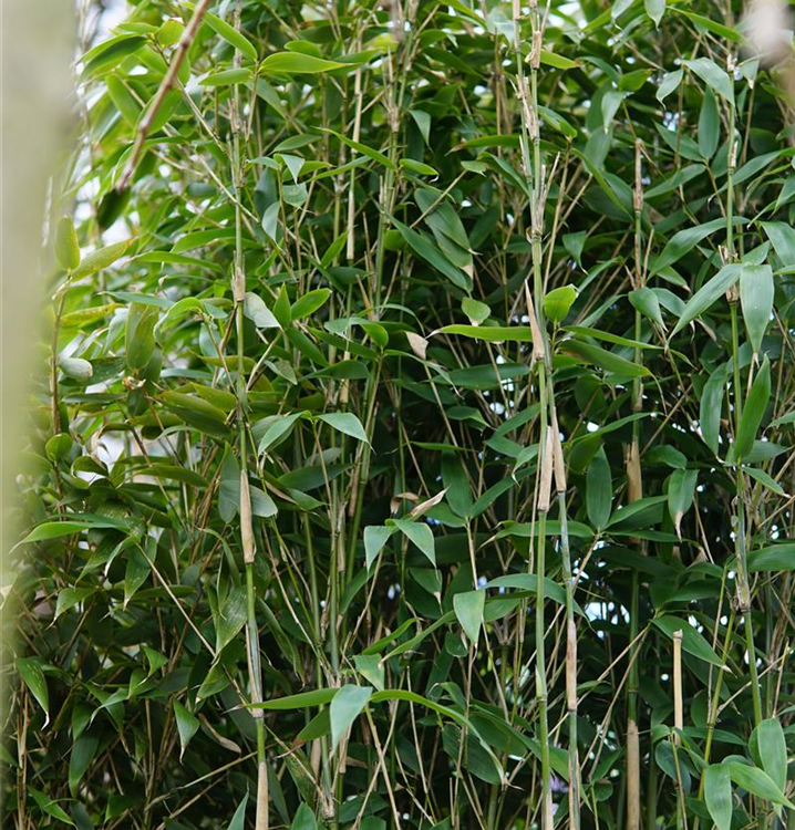 glanzmispel devil's dream hecke Glanzmispel 'Devils Dream' (Photinia fraseri) kaufen – Mein schöner Garten  Shop main image 0