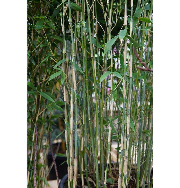 Fargesia species 'Blue Lizard' -R-