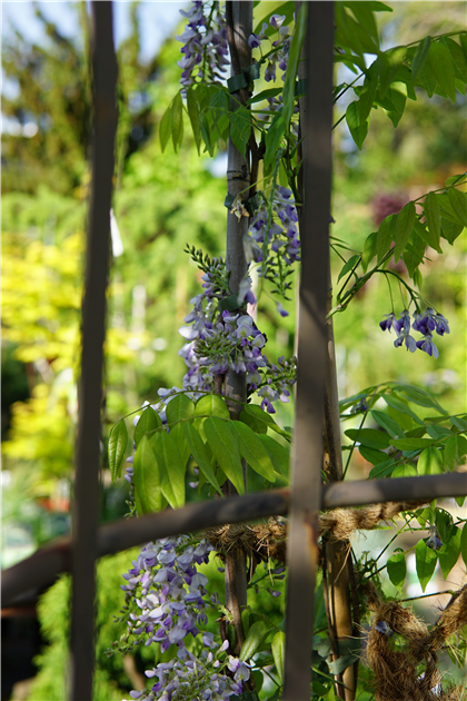 Wisteria floribunda 'Issai'