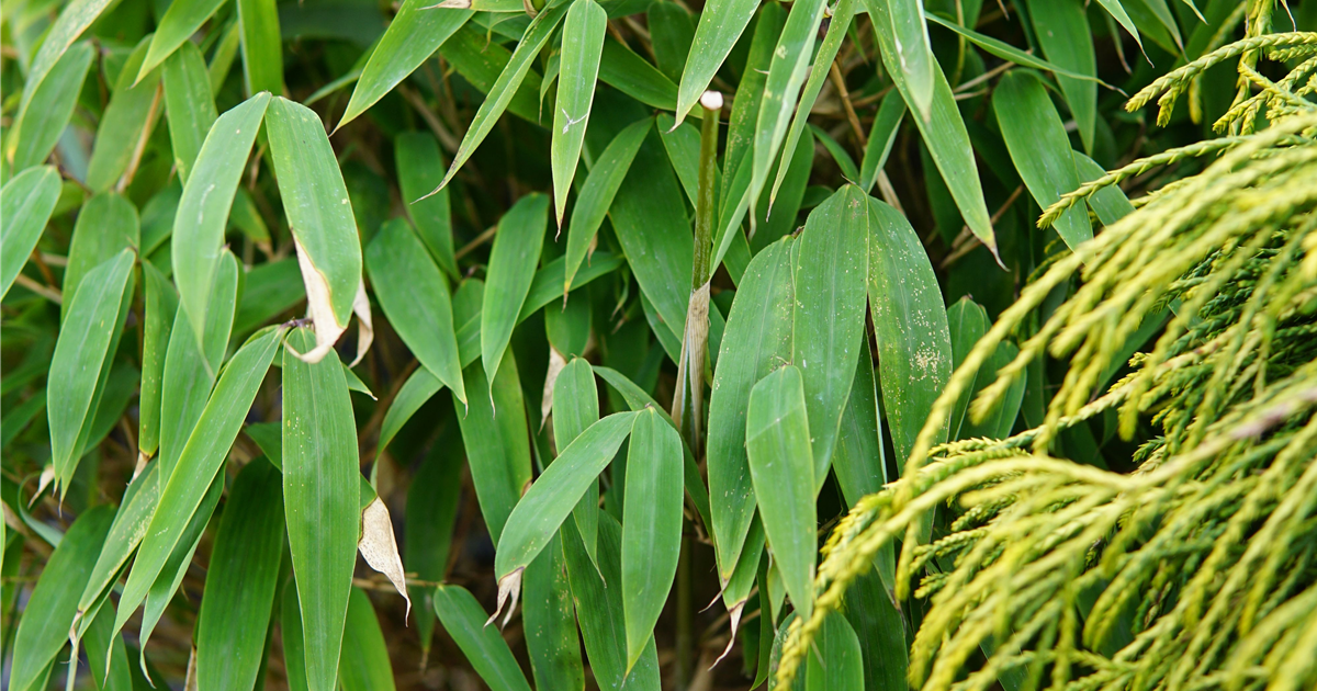 Fargesia 'Moontears'
