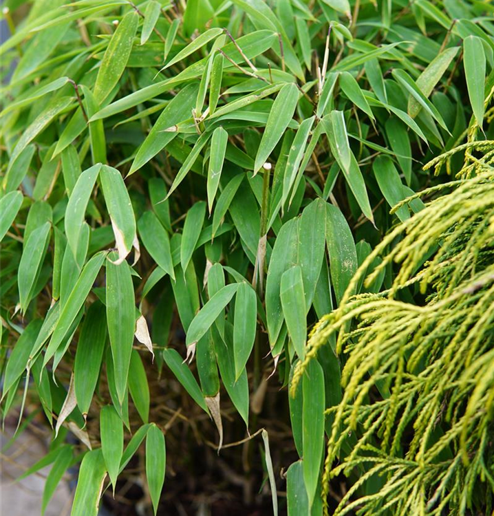Fargesia 'Moontears'