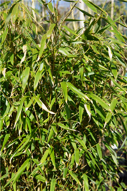 fagus sylvatica purpurea hecke Bluchtbuche kaufen