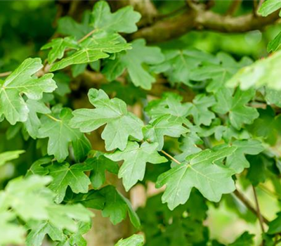Acer campestre 'Nanum'