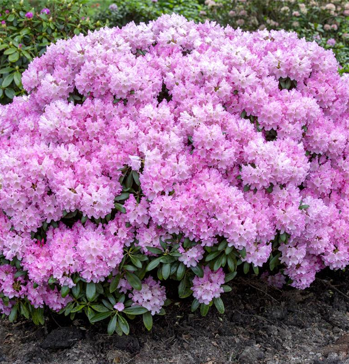 rhododendron yaku R. 'Yaku Fairy' main image 1