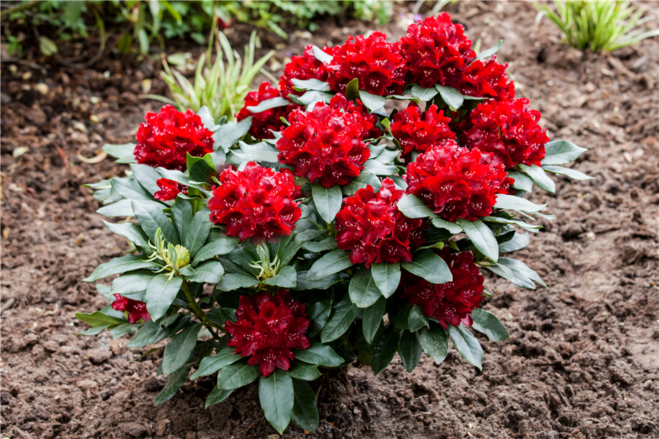 Rhododendron 'Cherry Kiss'