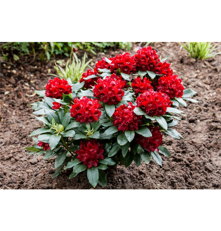 Rhododendron 'Cherry Kiss'