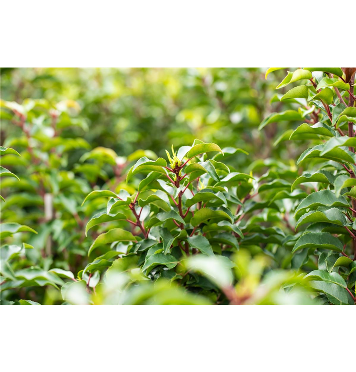 Prunus lusitanica 'Brenelia'
