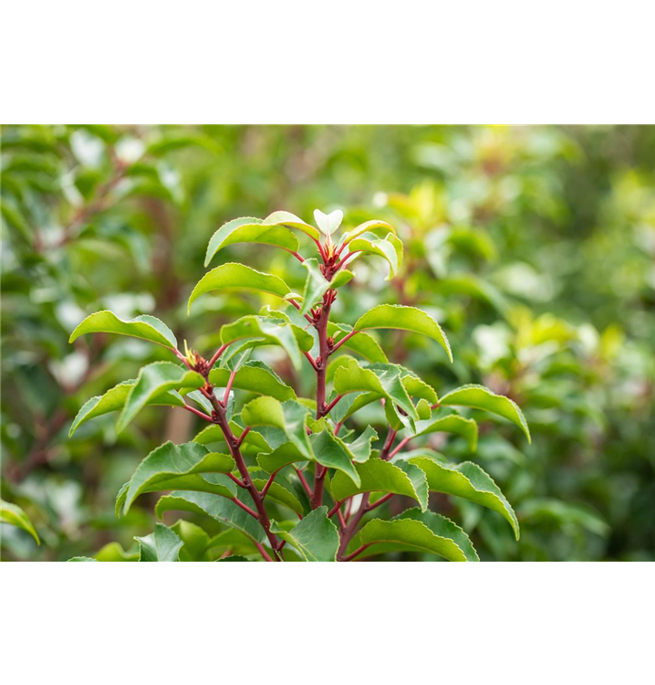 Prunus lusitanica 'Brenelia'