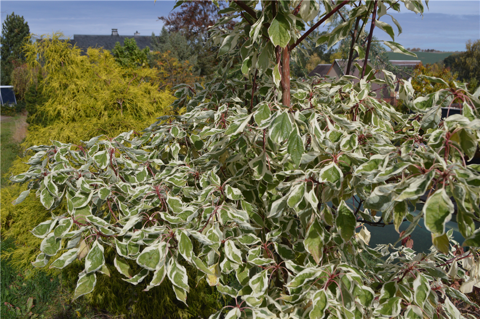 Cornus controversa 'Variegata'