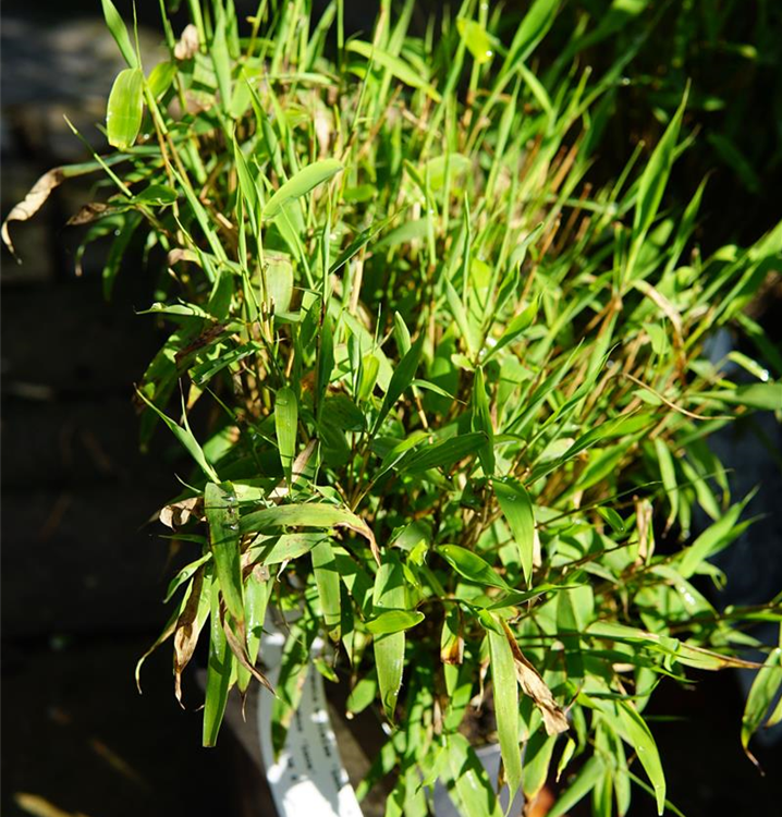 Fargesia murielae 'Luca' -R-